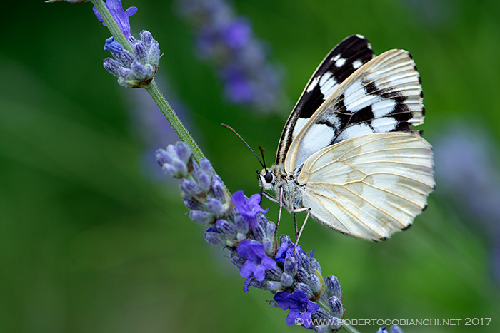Melanargia galathea f. leucomelas, Nymphalidae Satyrinae